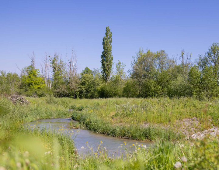 Nature avec un étang, un champ et une haie