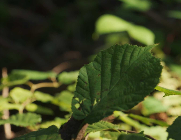 Feuille dans la forêt