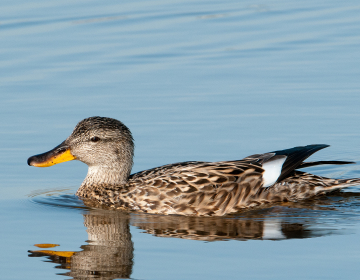 canard dans la région des Trois Lacs