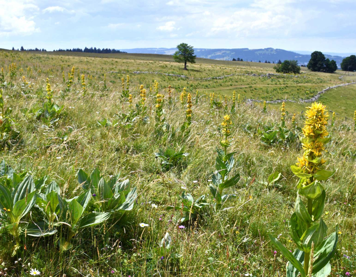 Un paysage de la chaîne du Jura