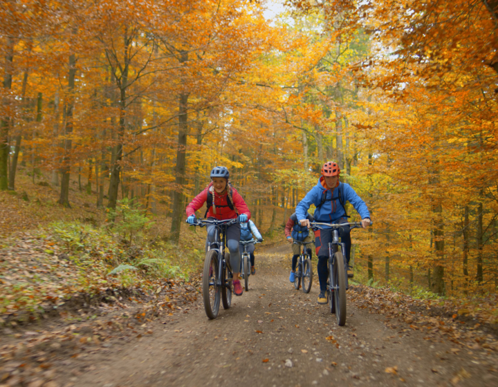 Gruppe beim Mountainbiken im Wald im Herbst.