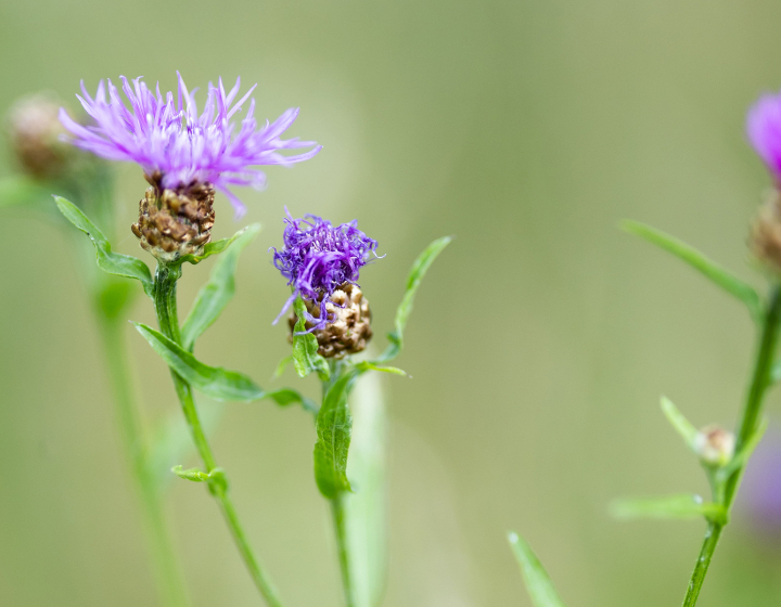 Photo en gros plan de fleurs violettes