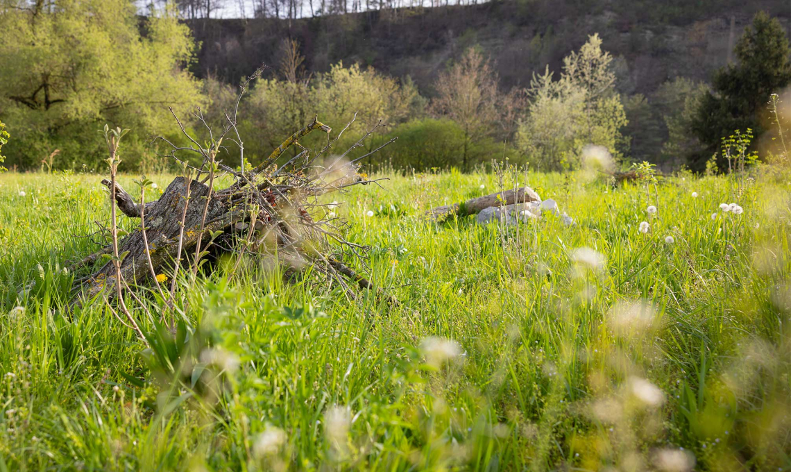 Une prairie naturelle au Schiffenendamm, dans le canton de Fribourg