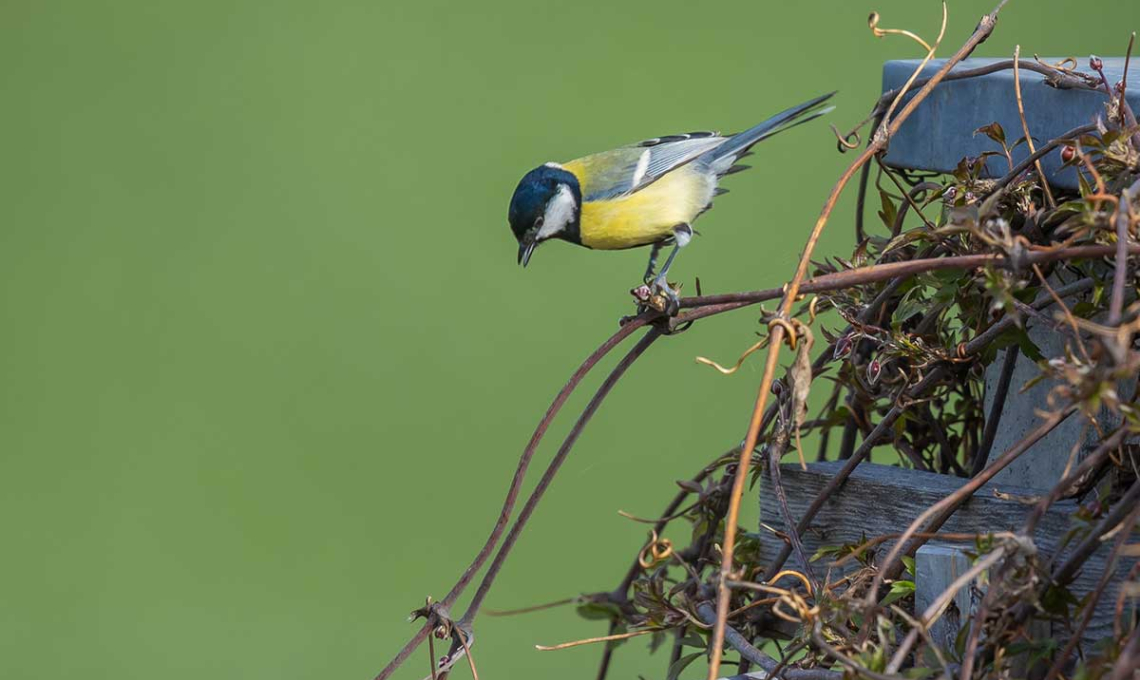 Un oiseau installé sur une cabane à oiseaux