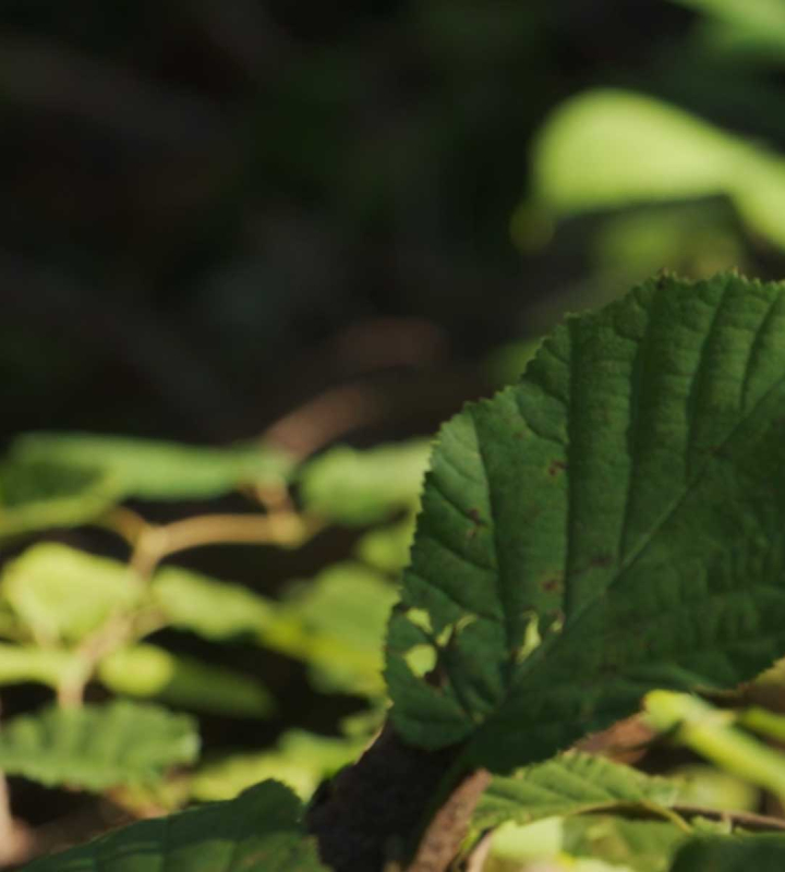 Feuille dans la forêt