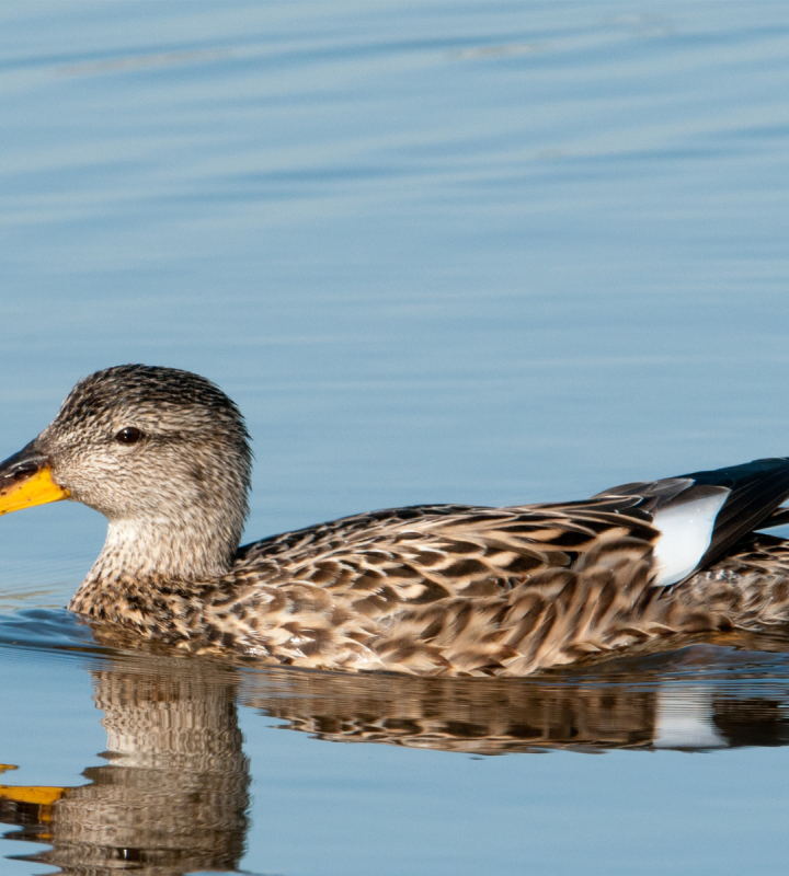 canard dans la région des Trois Lacs
