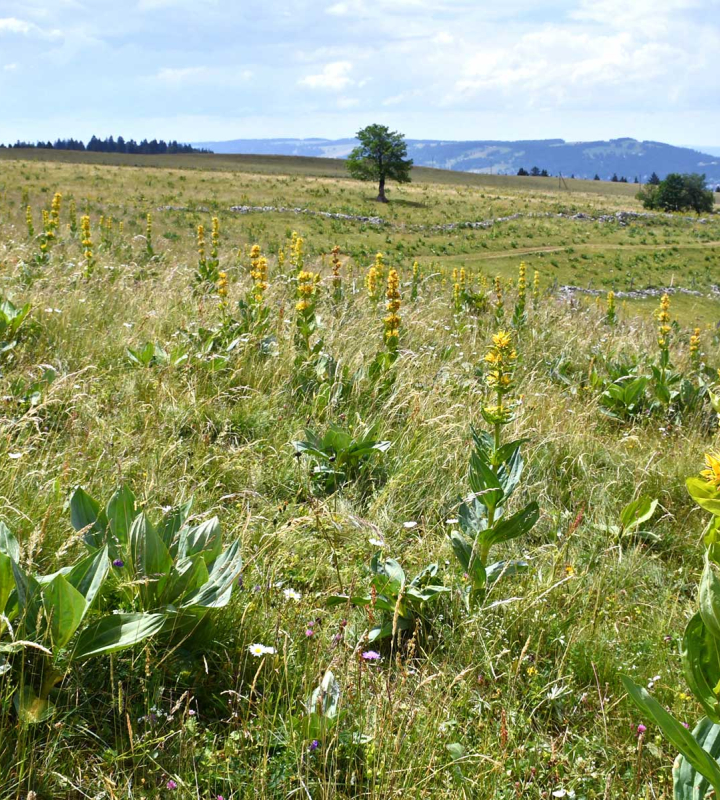Un paysage de la chaîne du Jura