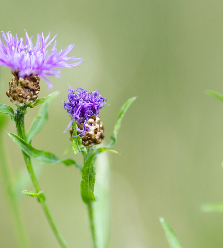 Photo en gros plan de fleurs violettes