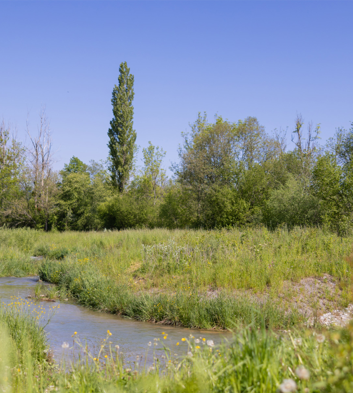 Un petit cours d'eau serpente à travers une prairie verdoyante par une journée ensoleillée. Des arbres et des buissons bordent le ruisseau, ajoutant des touches de vert varié sous un ciel bleu clair. Cette scène paisible illustre la beauté naturelle d'un paysage riverain en pleine campagne.