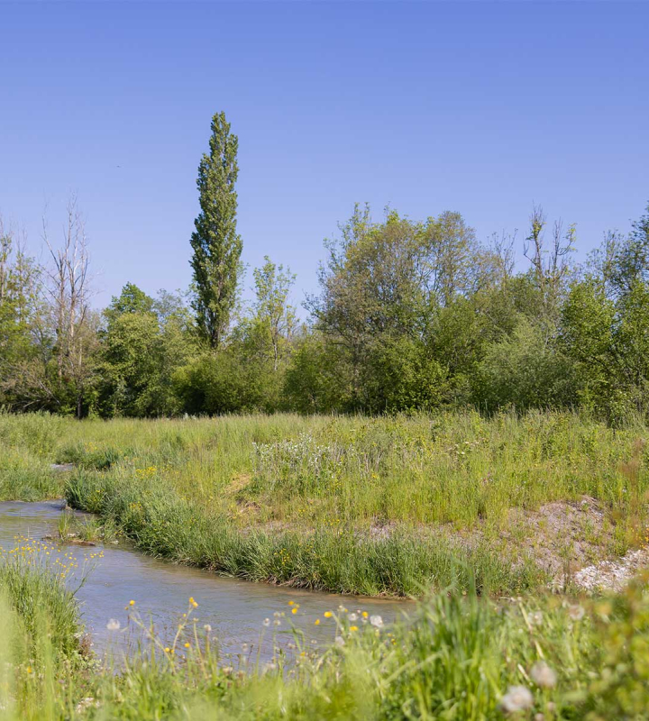 Eine Landschaft mit Teich und Hecke, reich an Artenvielfalt