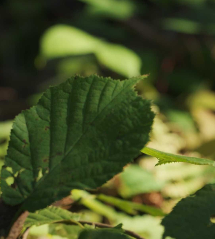 une feuille d'arbre dans une forêt