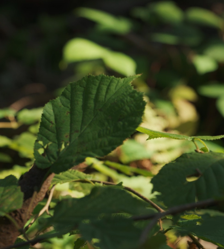 Ast in einem Wald