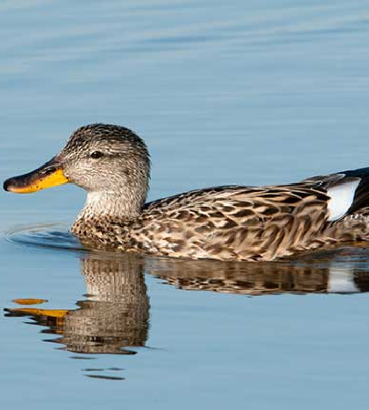 Eine Ente, die ruhig auf einem Gewässer schwimmt
