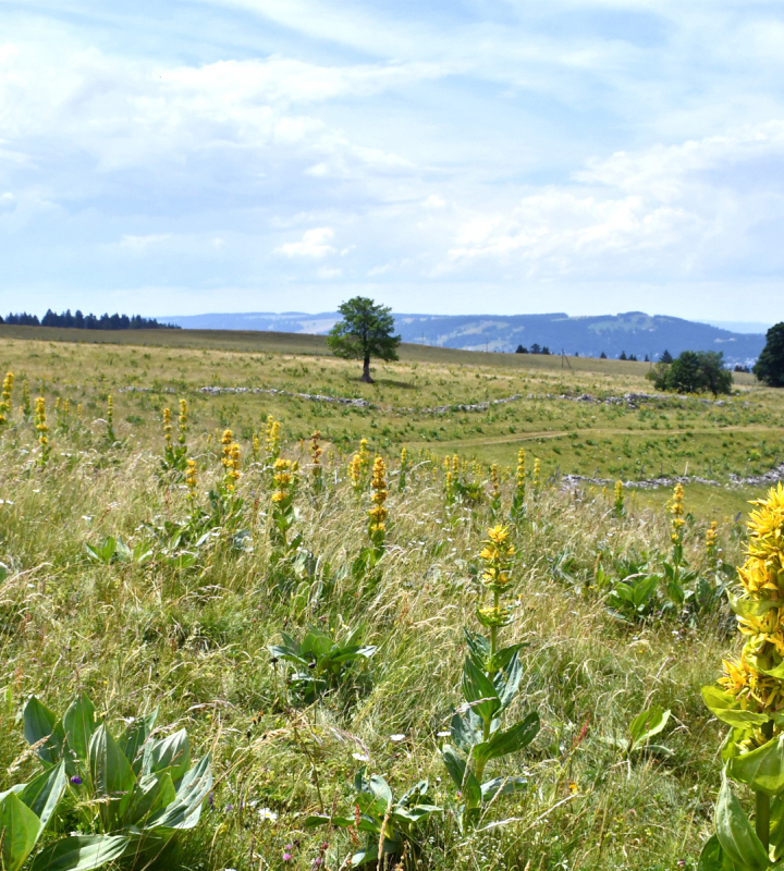 Paysage de prairie ensoleillée avec des gentianes jaunes en fleur, s'étendant sur des collines verdoyantes sous un ciel bleu parsemé de quelques nuages. À l'horizon, des arbres isolés et des collines ajoutent de la profondeur à cette scène naturelle et paisible, illustrant la beauté des paysages champêtres en été.