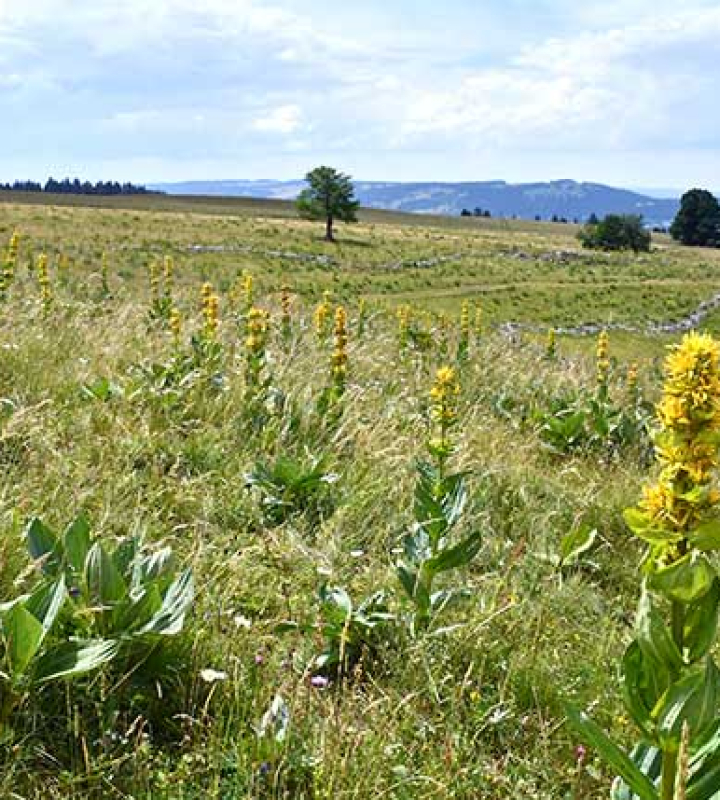 Landschaft in der Jurakette