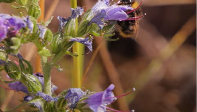 Préservons l’environnement – La flore