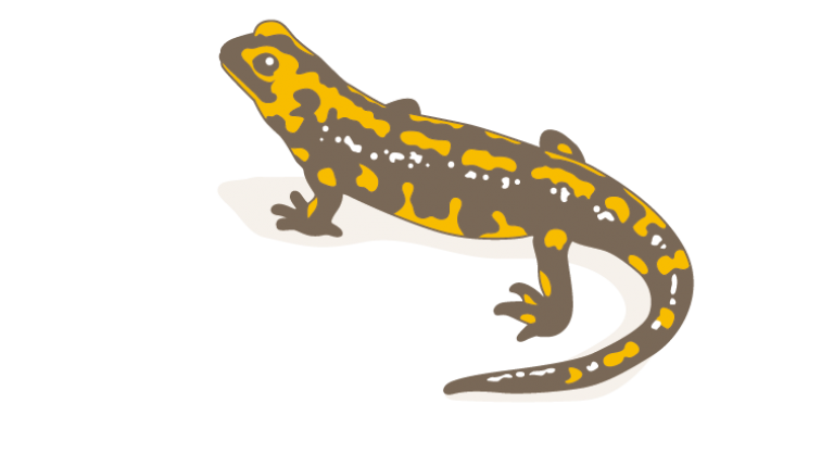 Salamandre