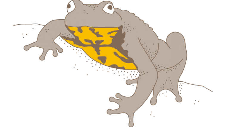 Crapaud à ventre jaune