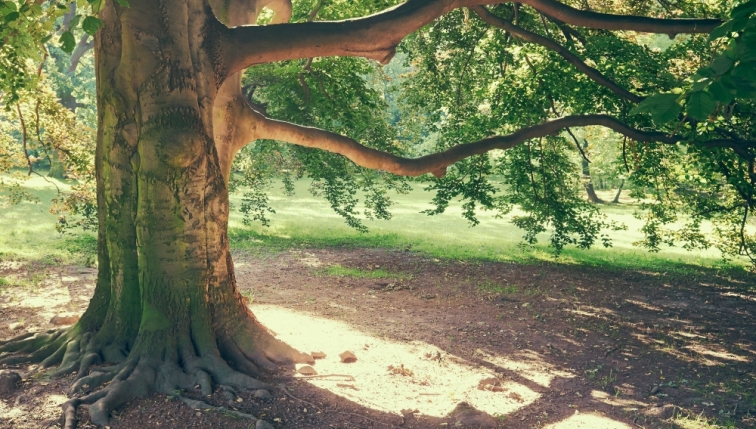 Coupe d’arbres en ville de Fribourg