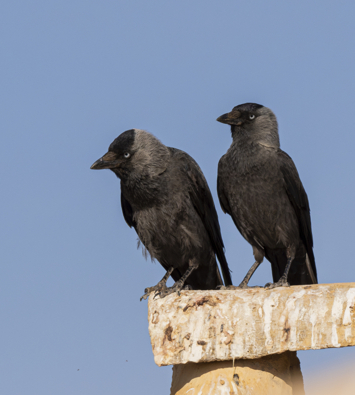 Un couple de choucas installé sur un perchoir