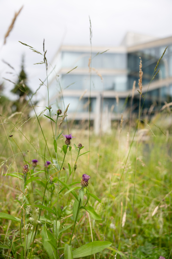 Photo en gros plan de fleurs violettes