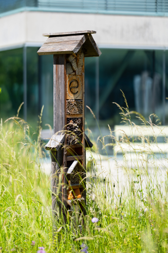 Photo d'un hôtel à un insecte sur le site de Plexus à Groupe E